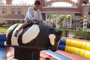 Bull Fight