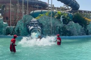 Wildwood Jungle Medium